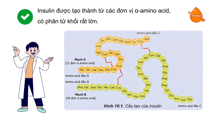 Giáo án điện tử Hoá học 12 kết nối Bài 10: Protein và enzyme