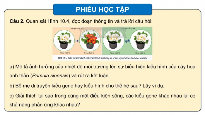 Giáo án điện tử Sinh học 12 chân trời Bài 10: Mối quan hệ giữa kiểu gene – kiểu hình – môi trường