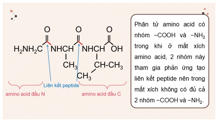 Giáo án điện tử Hóa học 12 cánh diều Bài 7: Peptide, protein và enzyme