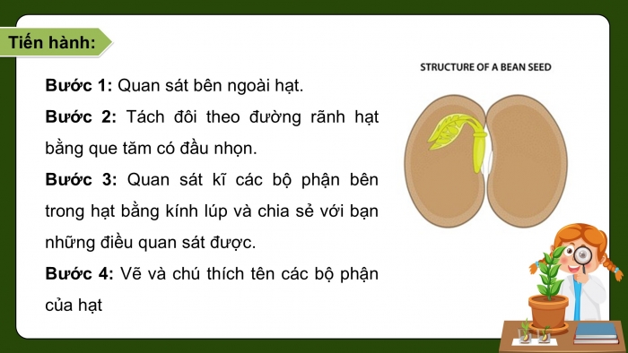 Giáo án điện tử Khoa học 5 chân trời Bài 14: Sự lớn lên và phát triển của thực vật