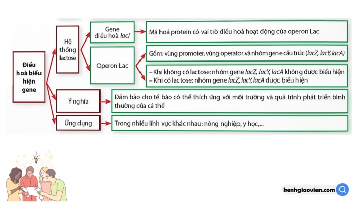 Giáo án điện tử Sinh học 12 chân trời Bài Ôn tập Chương 1