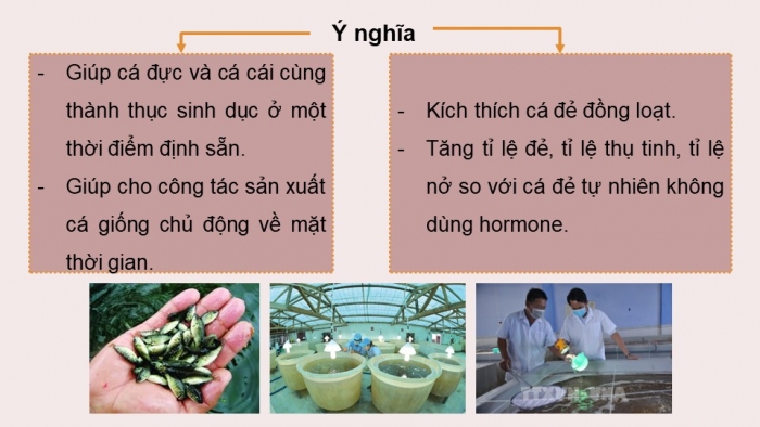 Giáo án điện tử chuyên đề Công nghệ 12 Lâm nghiệp Thuỷ sản Kết nối Bài 7: Ứng dụng công nghệ sinh học trong sản xuất giống thuỷ sản