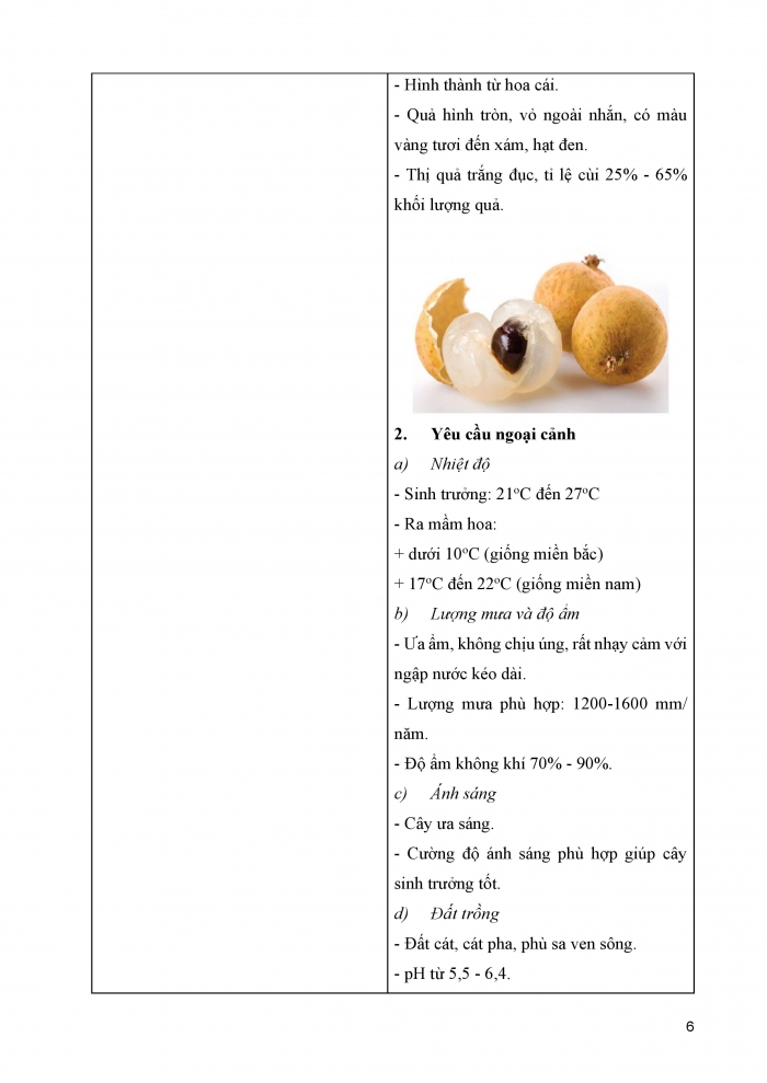 Giáo án và PPT Công nghệ 9 Trồng cây ăn quả Kết nối Bài 4: Kĩ thuật trồng và chăm sóc cây nhãn