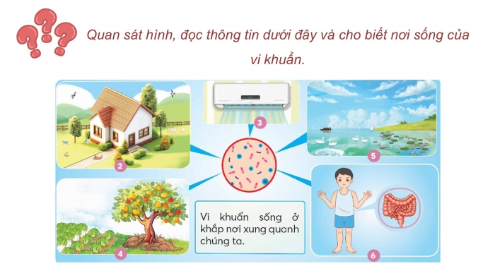 Giáo án điện tử Khoa học 5 chân trời Bài 18: Vi khuẩn quanh ta