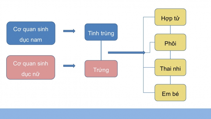 Giáo án điện tử Khoa học 5 chân trời Bài 23: Sự sinh sản ở người