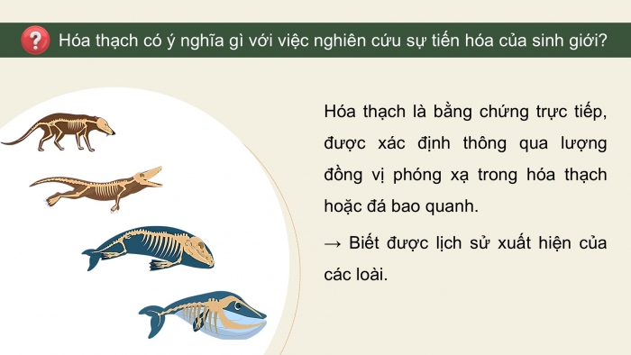 Giáo án điện tử Sinh học 12 chân trời Bài 15: Các bằng chứng tiến hoá