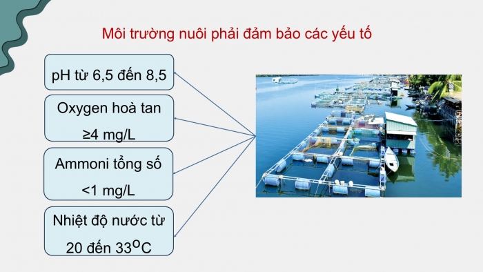 Giáo án điện tử Công nghệ 12 Lâm nghiệp Thủy sản Cánh diều Bài 18: Kĩ thuật nuôi một số loài thủy sản phổ biến