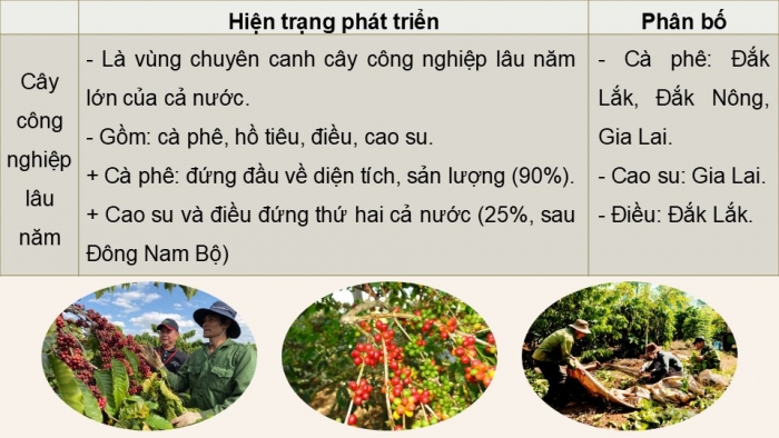 Giáo án điện tử Địa lí 9 kết nối Bài 17: Vùng Tây Nguyên (P2)