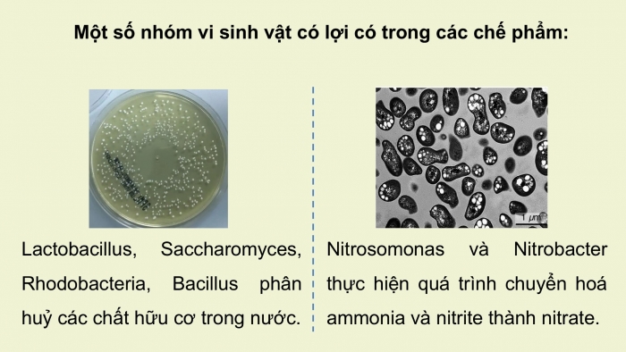 Giáo án điện tử chuyên đề Công nghệ 12 Lâm nghiệp Thuỷ sản Cánh diều Bài 7: Ứng dụng công nghệ sinh học xử lí môi trường nuôi thuỷ sản