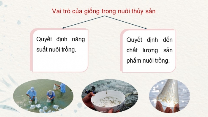 Giáo án điện tử Công nghệ 12 Lâm nghiệp - Thủy sản Kết nối Bài ôn tập chương VI