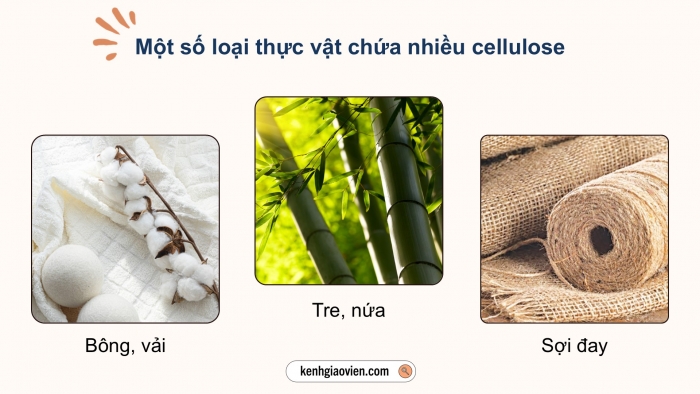 Giáo án điện tử KHTN 9 chân trời - Phân môn Hoá học Bài 28: Tinh bột và cellulose