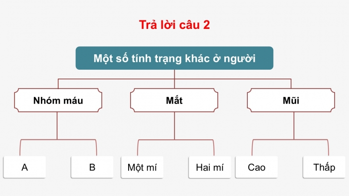 Giáo án điện tử KHTN 9 kết nối - Phân môn Sinh học Bài 47: Di truyền học với con người