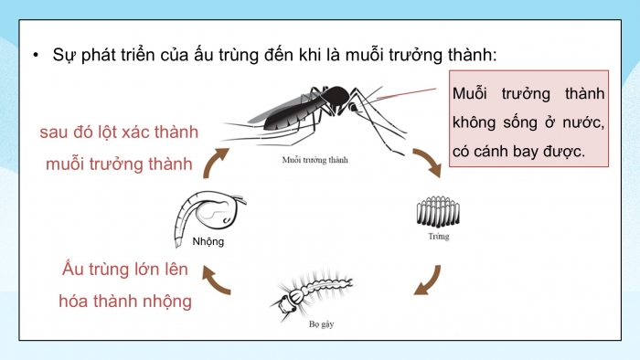 Giáo án điện tử Khoa học 5 kết nối Bài 16: Vòng đời và sự phát triển của động vật