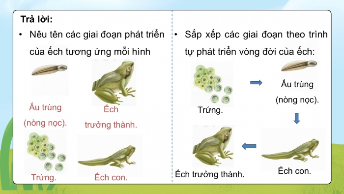 Giáo án điện tử Khoa học 5 kết nối Bài 17: Ôn tập chủ đề Thực vật và động vật