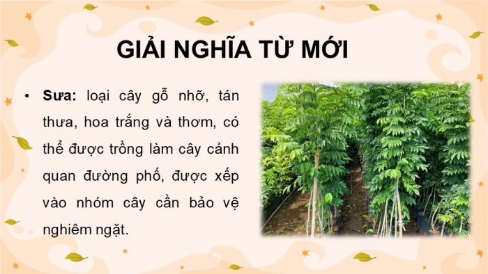 Giáo án điện tử Tiếng Việt 5 chân trời Bài 4: Rừng xuân