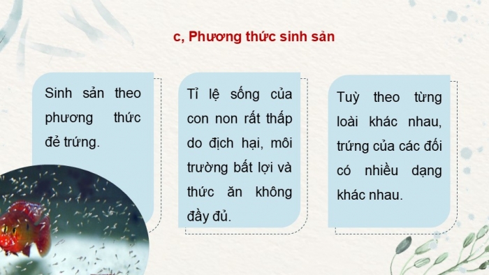 Giáo án điện tử Công nghệ 12 Lâm nghiệp Thủy sản Cánh diều Bài 15: Đặc điểm sinh sản và kĩ thuật ương cá, tôm giống