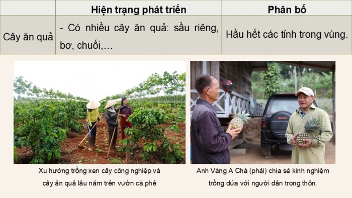 Giáo án điện tử Địa lí 9 chân trời Bài 17: Vùng Tây Nguyên (P2)