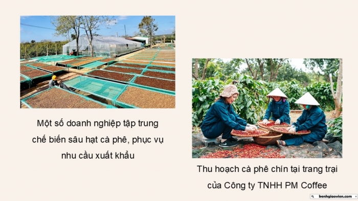 Giáo án điện tử Địa lí 9 cánh diều Bài 15: Vùng Tây Nguyên (P2)