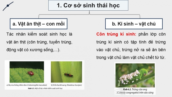 Giáo án điện tử chuyên đề Sinh học 12 chân trời Bài 6: Cơ sở khoa học và các biện pháp kiểm soát sinh học