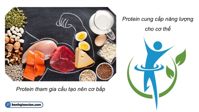 Giáo án điện tử KHTN 9 chân trời - Phân môn Hoá học Bài 29: Protein