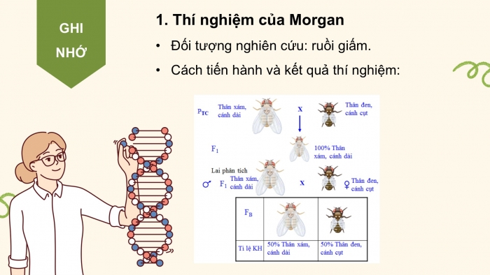 Giáo án điện tử KHTN 9 kết nối - Phân môn Sinh học Bài 45: Di truyền liên kết