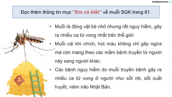 Giáo án điện tử Khoa học 5 kết nối Bài 16: Vòng đời và sự phát triển của động vật