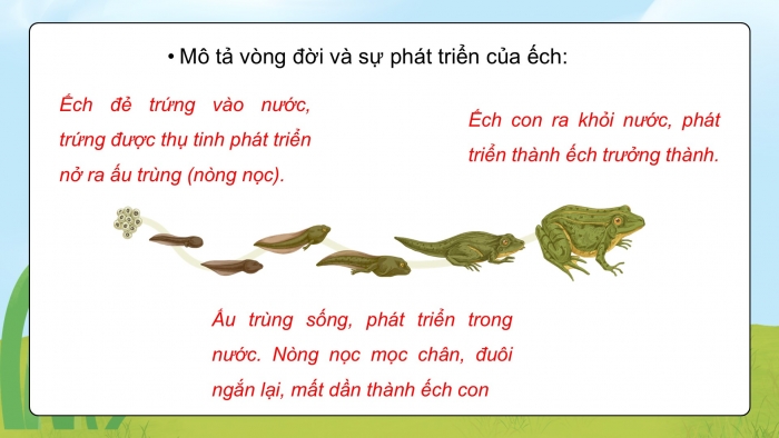 Giáo án điện tử Khoa học 5 kết nối Bài 17: Ôn tập chủ đề Thực vật và động vật