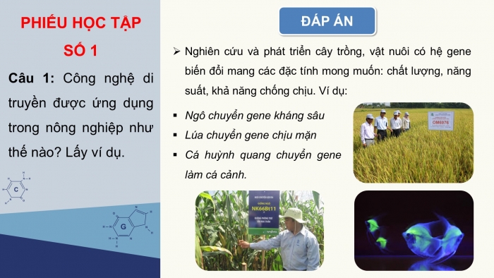 Giáo án điện tử KHTN 9 cánh diều - Phân môn Sinh học Bài 41: Ứng dụng công nghệ di truyền vào đời sống