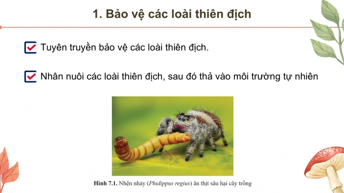 Giáo án điện tử chuyên đề Sinh học 12 cánh diều Bài 7: Biện pháp kiểm soát sinh học