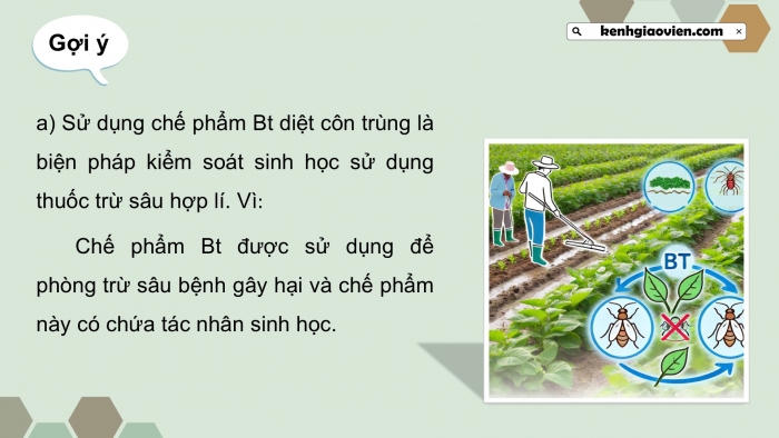 Giáo án điện tử chuyên đề Sinh học 12 cánh diều Ôn tập CĐ 2