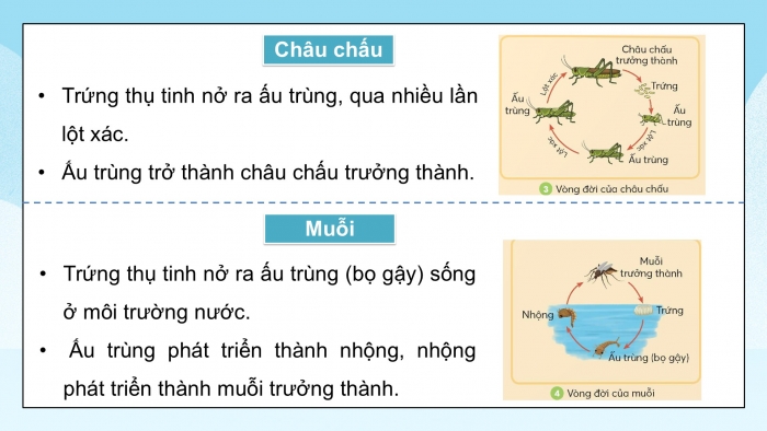 Giáo án điện tử Khoa học 5 chân trời Bài 16: Sự lớn lên và phát triển của động vật