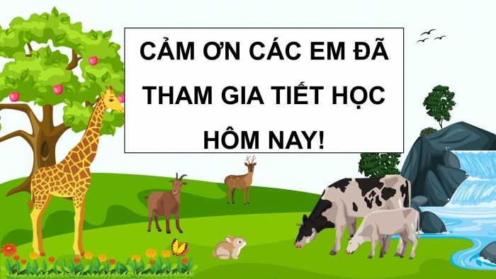 Giáo án điện tử Khoa học 5 chân trời Bài 17: Ôn tập chủ đề Thực vật và động vật