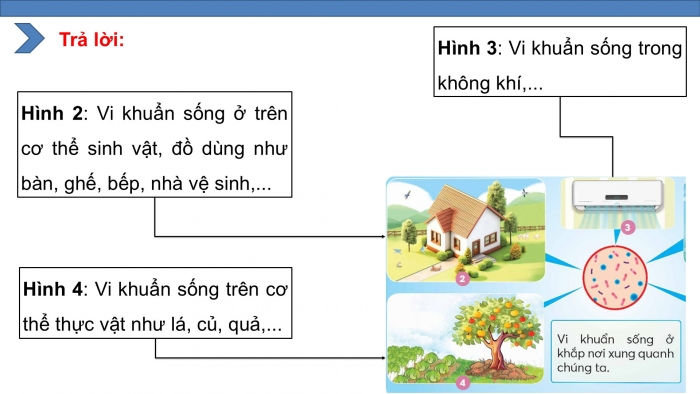 Giáo án điện tử Khoa học 5 chân trời Bài 18: Vi khuẩn quanh ta