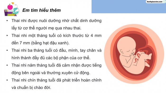 Giáo án điện tử Khoa học 5 chân trời Bài 23: Sự sinh sản ở người