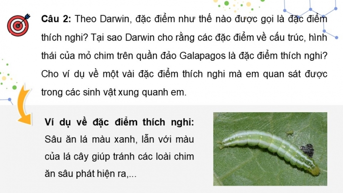 Giáo án điện tử Sinh học 12 kết nối Bài 20: Quan niệm của Darwin về chọn lọc tự nhiên và hình thành loài