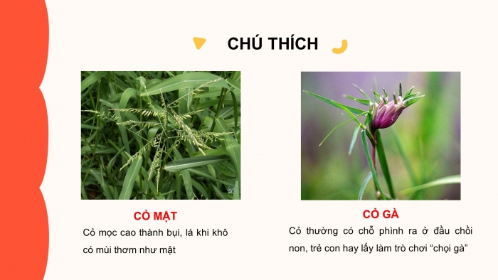 Giáo án điện tử Tiếng Việt 2 cánh diều Bài 20: Con trâu đen lông mượt