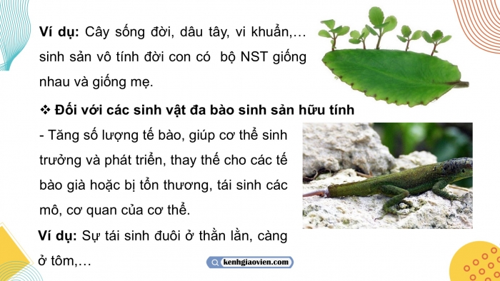 Giáo án điện tử KHTN 9 chân trời - Phân môn Sinh học Bài 43: Di truyền nhiễm sắc thể