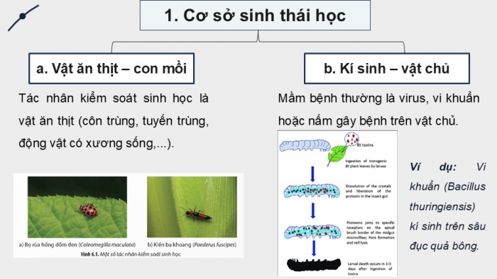 Giáo án điện tử chuyên đề Sinh học 12 chân trời Bài 6: Cơ sở khoa học và các biện pháp kiểm soát sinh học