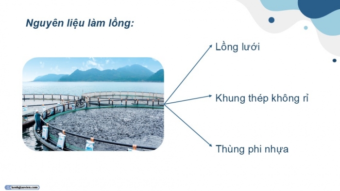 Giáo án điện tử Công nghệ 12 Lâm nghiệp - Thủy sản Kết nối Bài 19: Công nghệ nuôi một số loài thủy sản phổ biến ở Việt Nam