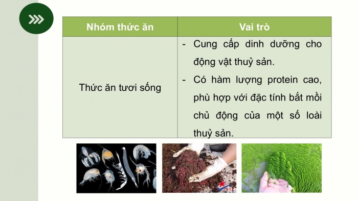 Giáo án điện tử Công nghệ 12 Lâm nghiệp - Thủy sản Kết nối Bài ôn tập chương VII