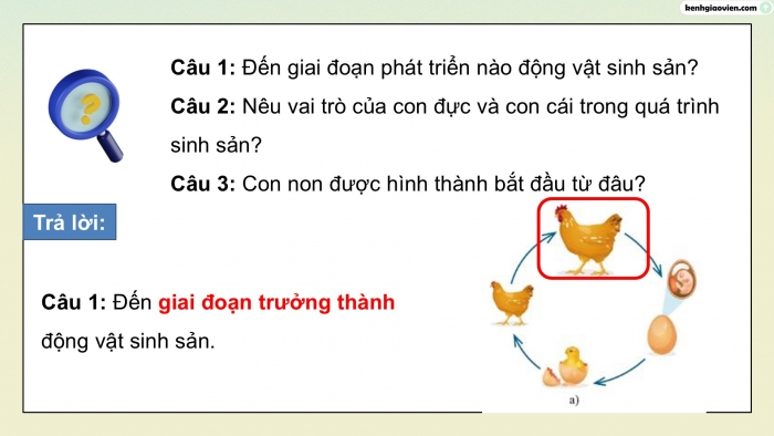 Giáo án điện tử Khoa học 5 kết nối Bài 15: Sinh sản của động vật