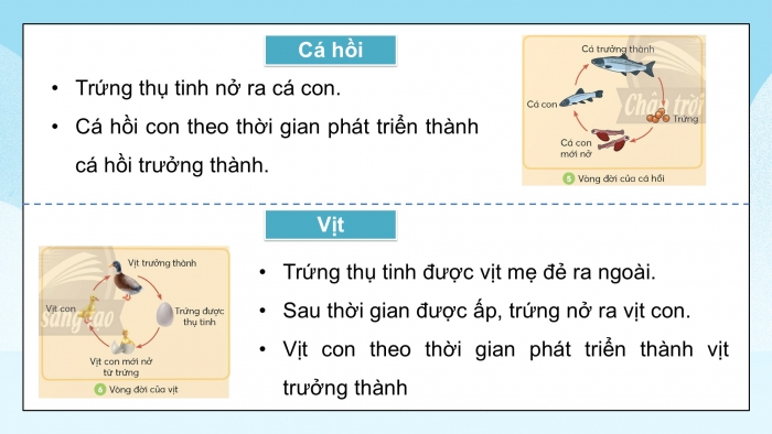 Giáo án điện tử Khoa học 5 chân trời Bài 16: Sự lớn lên và phát triển của động vật