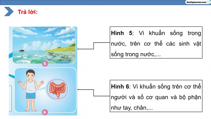 Giáo án điện tử Khoa học 5 chân trời Bài 18: Vi khuẩn quanh ta