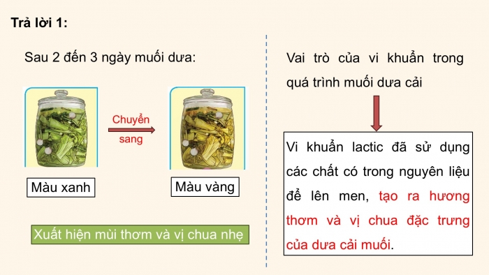 Giáo án điện tử Khoa học 5 chân trời Bài 19: Vi khuẩn có ích trong chế biến thực phẩm