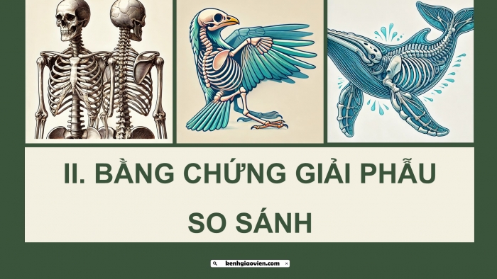 Giáo án điện tử Sinh học 12 kết nối Bài 19: Các bằng chứng tiến hoá