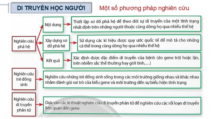 Giáo án điện tử Sinh học 12 chân trời Bài Ôn tập Chương 3