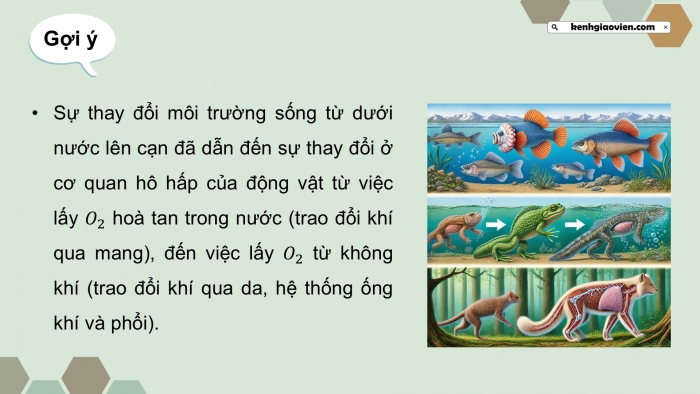 Giáo án điện tử Sinh học 12 chân trời Bài Ôn tập Chương 5