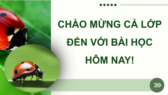 Giáo án điện tử chuyên đề Sinh học 12 cánh diều Bài 6: Cơ sở của kiểm soát sinh học