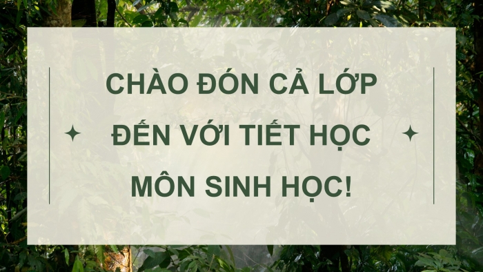 Giáo án điện tử Sinh học 12 kết nối Bài 19: Các bằng chứng tiến hoá