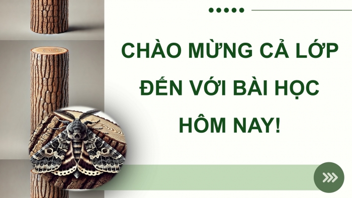 Giáo án điện tử Sinh học 12 kết nối Bài 21: Học thuyết tiến hoá tổng hợp hiện đại